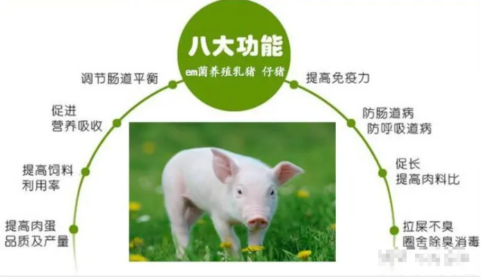 6582a203dc59d.png 发酵液饲料插图.png