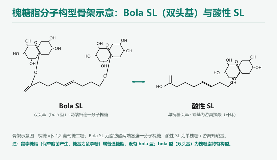 bola型槐糖脂结构对比
